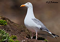 Larus argentatus